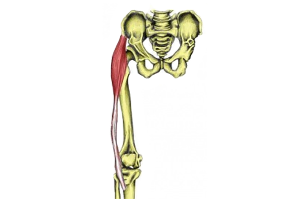 tensor fascia latae muscle