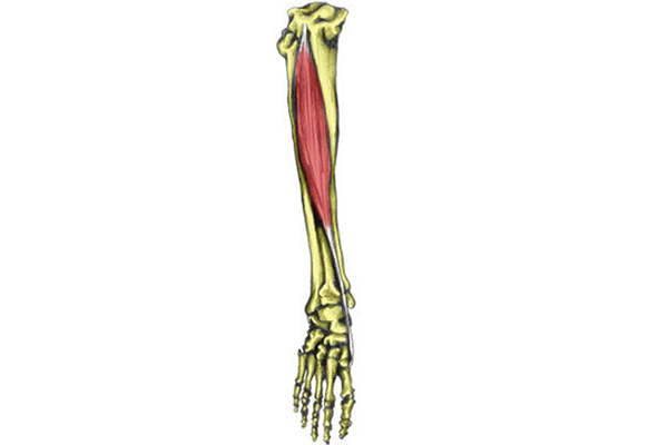 tibialis anterior muscle