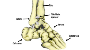 External Ankle Rotation Test - Sportsinjuryclinic.net