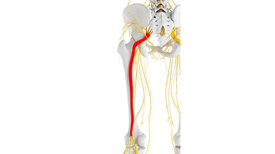 sciatic nerve