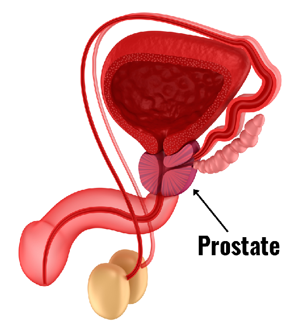 prostate