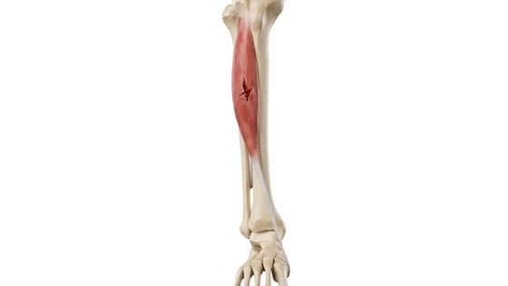 tibialis anterior strain
